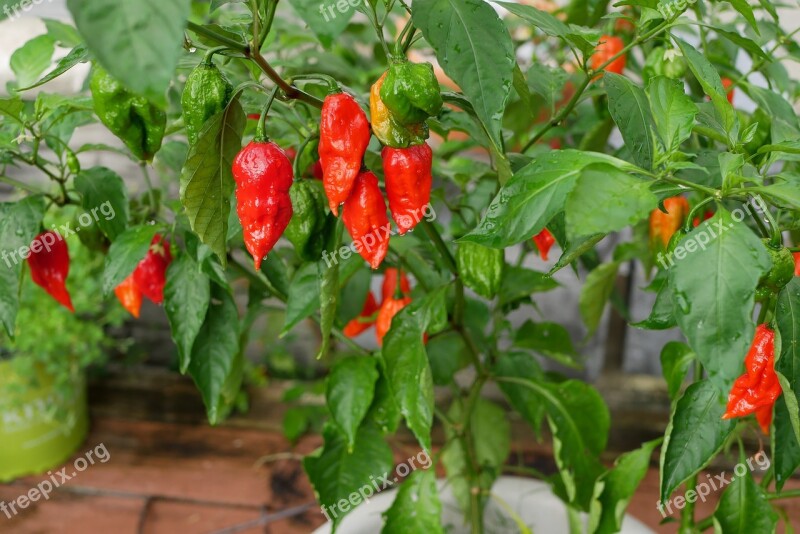 Ghost Pepper Hot Culinary Plant Free Photos