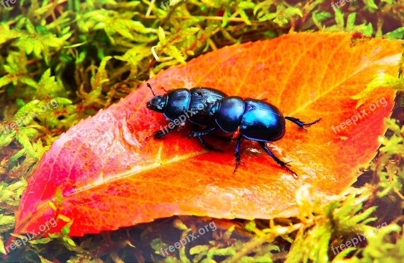 Beetles Forest Insects Leaf Moss Autumn