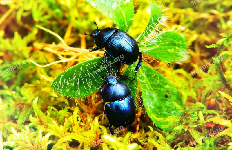 Beetles Forest Insects Plant Leaf Moss