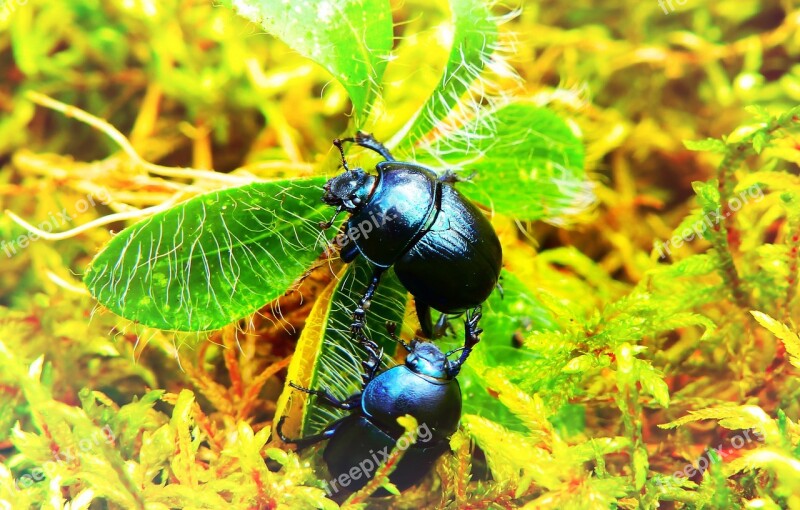 Beetles Forest Insects Plant Leaf Moss