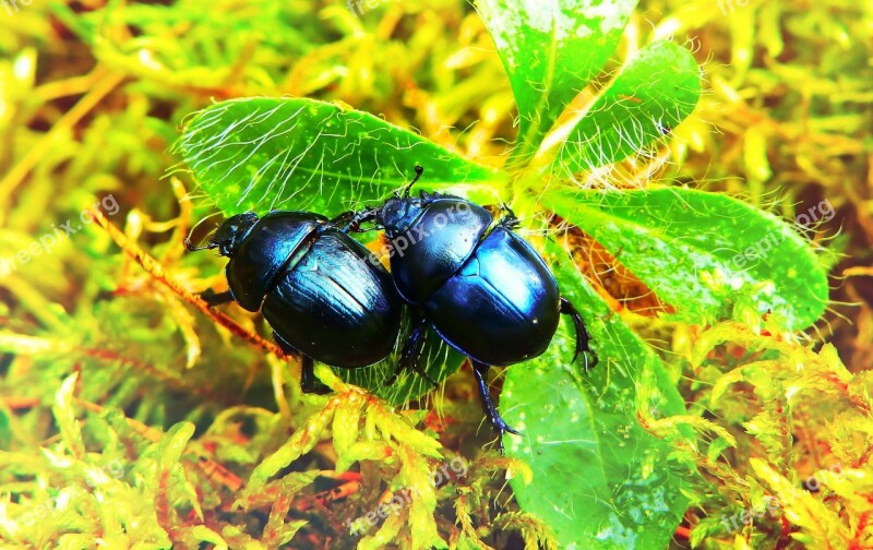 Beetles Forest Insects Plant Leaf Moss