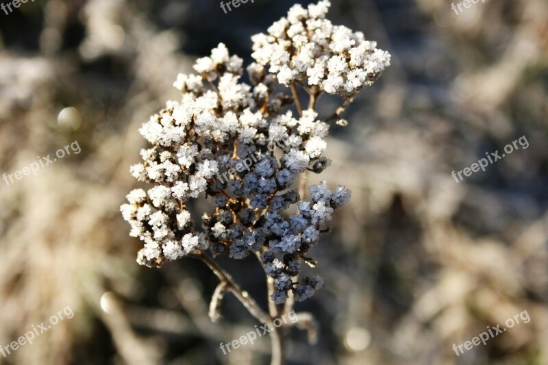 Ice Frost Flower Winter Rainy-d Flower