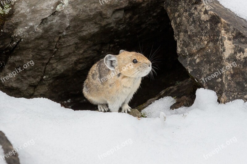 Pika Rodent Mammal Animal Animal World