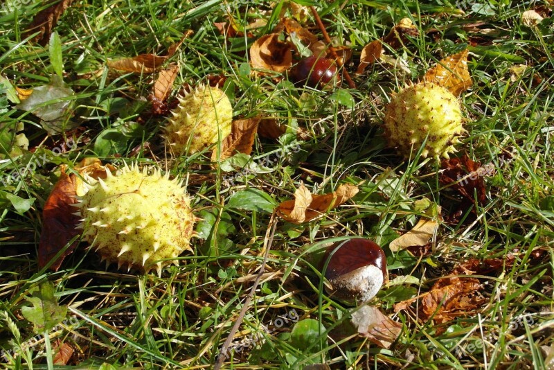 Chestnuts In The Fall Opadnięte Nature Free Photos