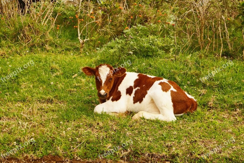 Cow Small Calf Baby Meadow