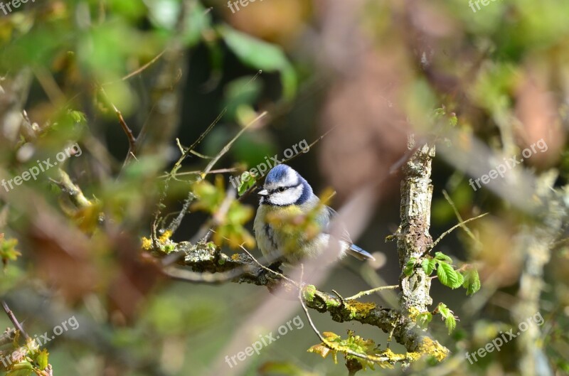 Tit Bird Nature Free Photos