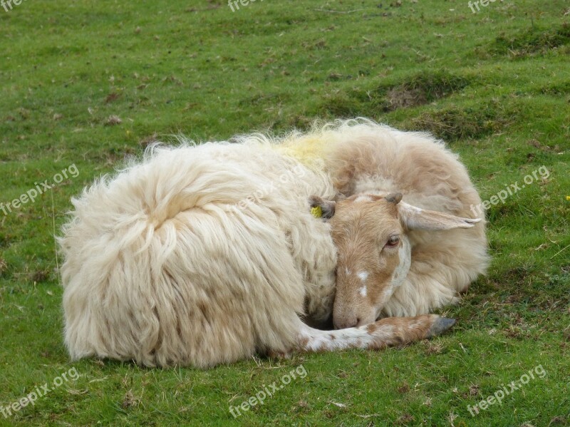 Sheep Greenery Pastures Ferns Pyrenees