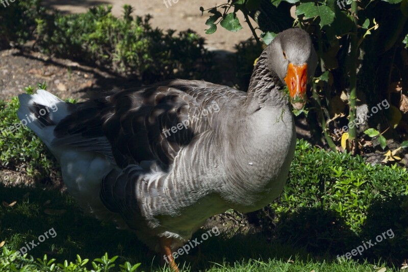 Oca Ave Fauna Nature Goose