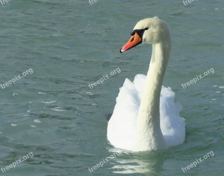 Swan Lake Balaton Lake Nature Water