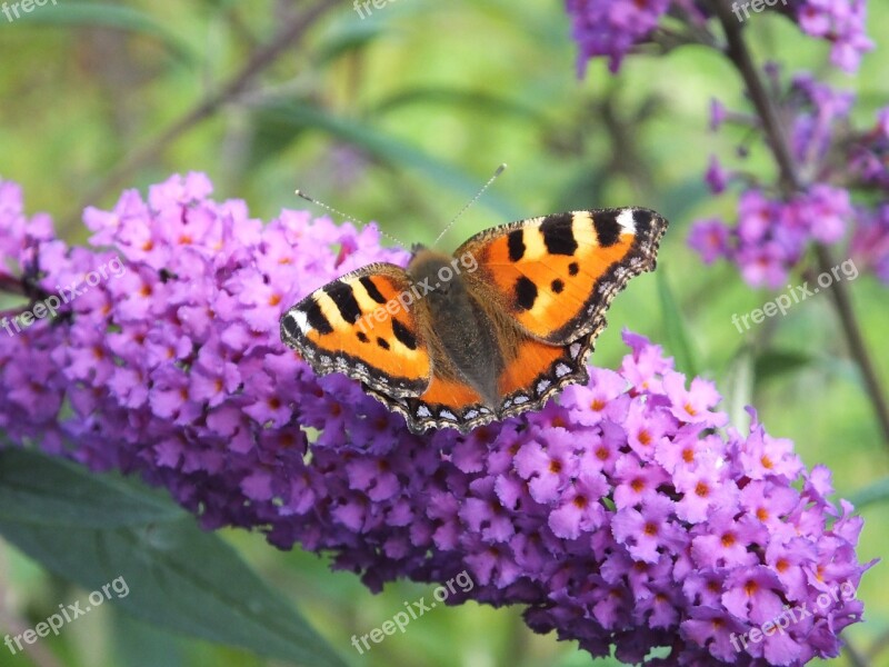 Butterfly Butterflies Little Fox Summer Lilac Edelfalter