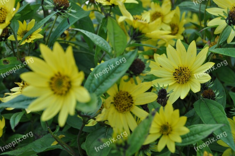 Yellow Flower Summer Yellow Nature Bloom