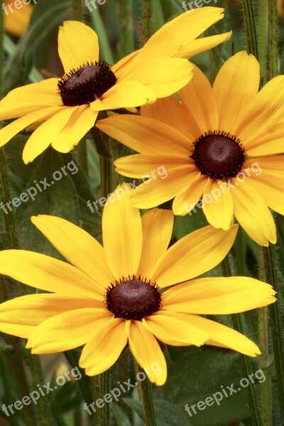 Black Eyed Susan Flower Yellow Nature Plant