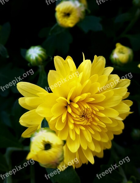 Flowers Autumn Chrysanthemum Nature Plants