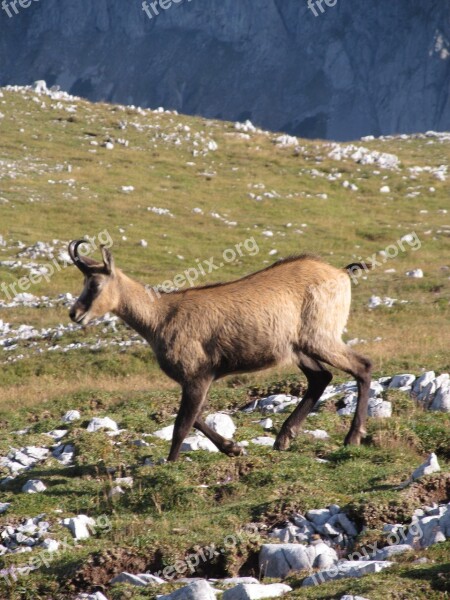 Chamois Mountains Alpine Animal Austria