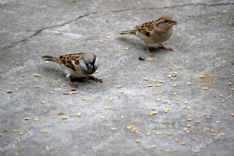 Birds Sparrow Nature Animal Sperling