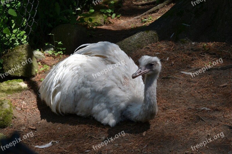 Animal Bird Great Rhea Zoo