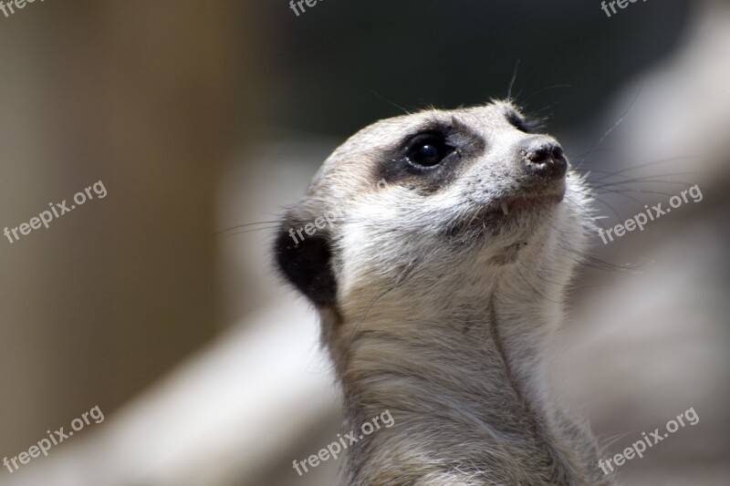 Animal Meerkat Mammal Close-up Zoo