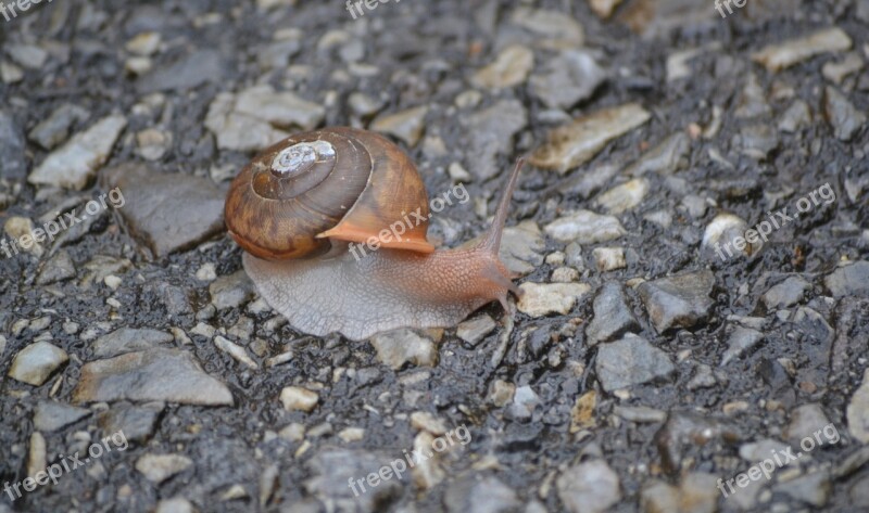 Invertebrate Snail Nature Road Free Photos