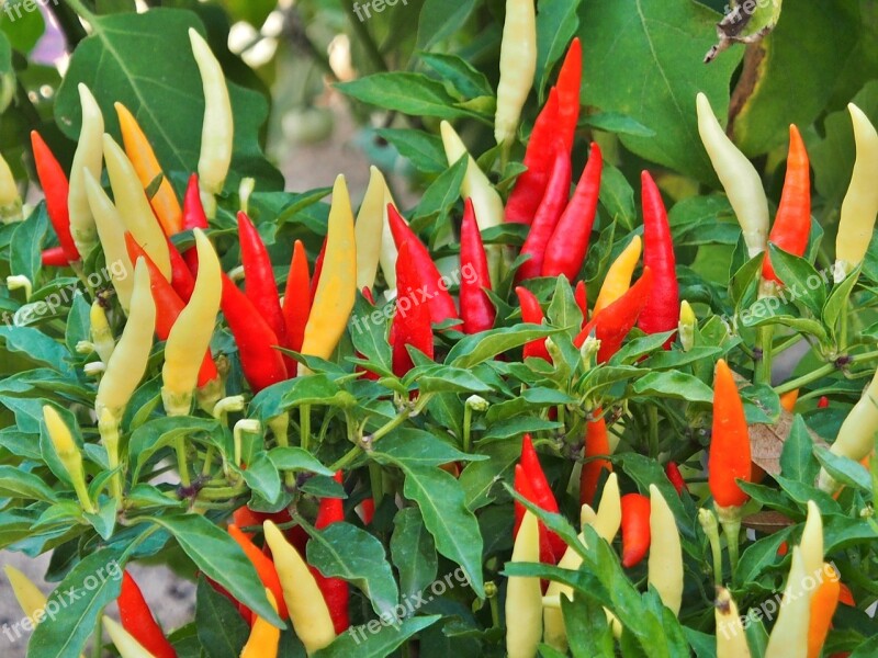 Chilli Orange Red Yellow Sharp