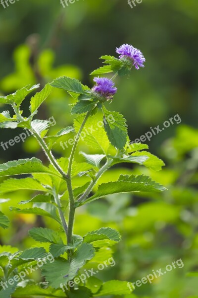 Nature Flower Plant Flora Closeup