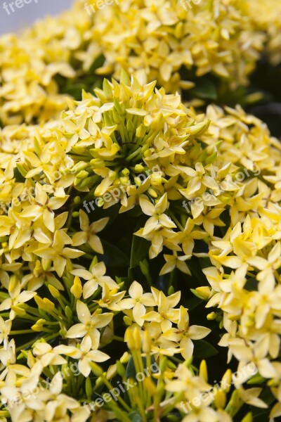 Nature Flower Plant Flora Closeup