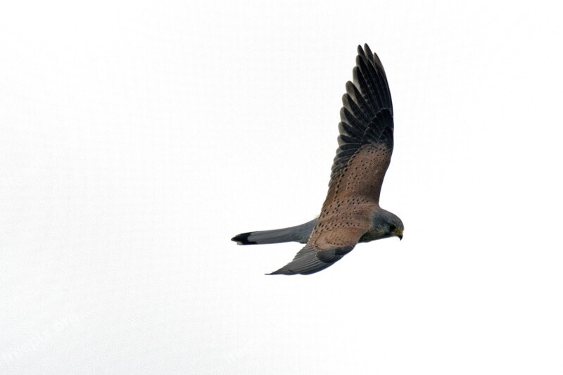 Kestrel Falcon Terzel Raptors Free Photos