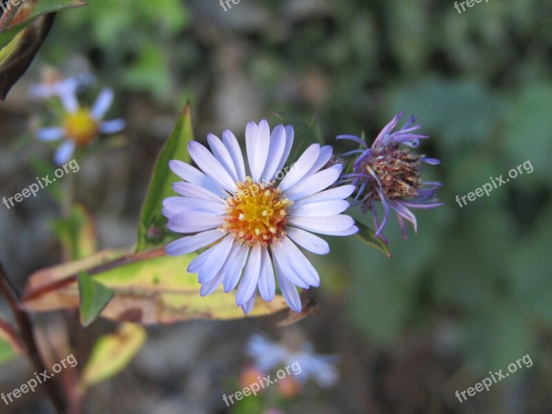 Wild Flower Violet Clear Garden Pollens