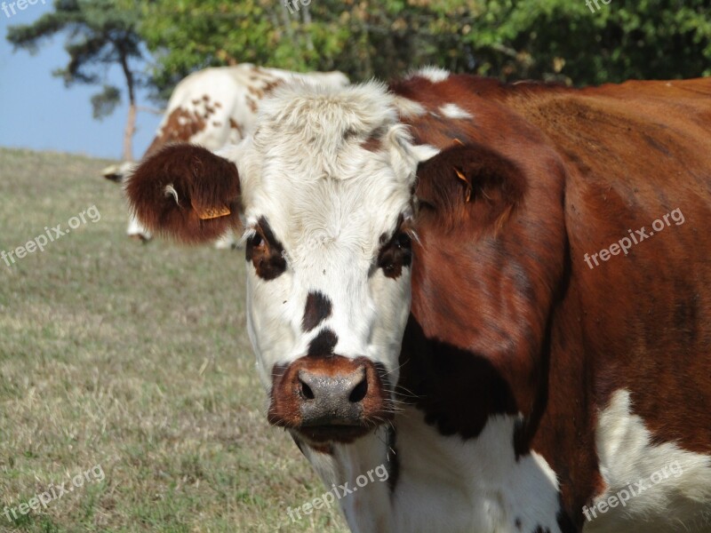 Cow Field Fields Portrait Brown And White