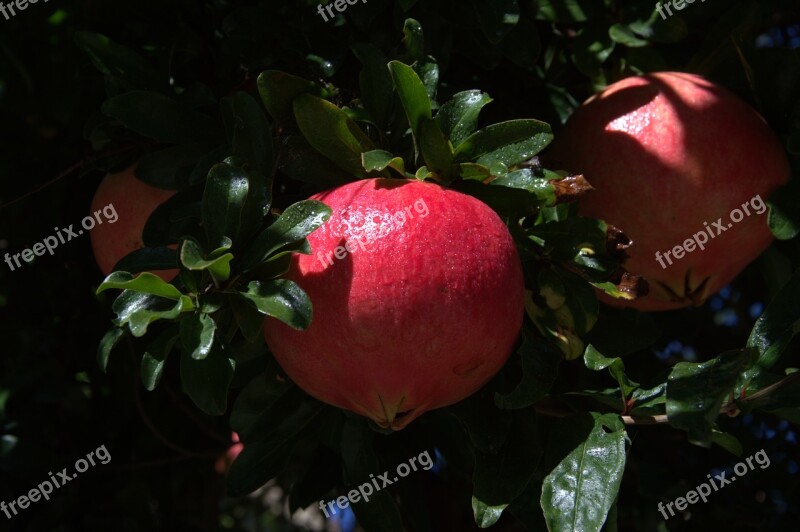 Pomegranate Plant Fruit Health Free Photos