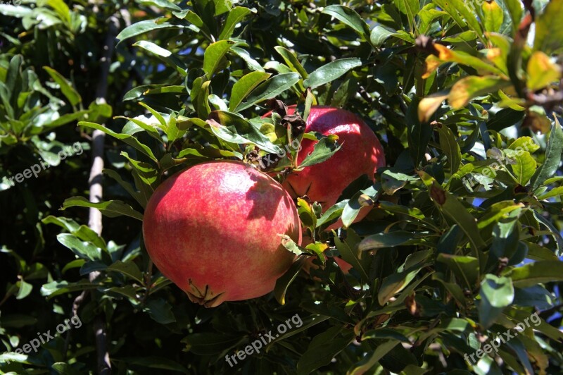 Pomegranate Plant Fruit Health Free Photos