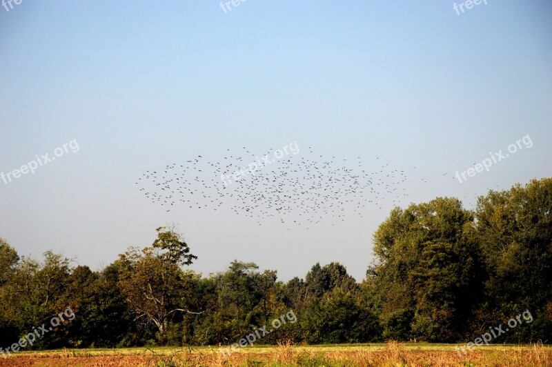 Swallows Migration Flock Bird Free Photos