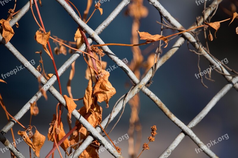 Fence Fence Grid Grid Autumn Passing