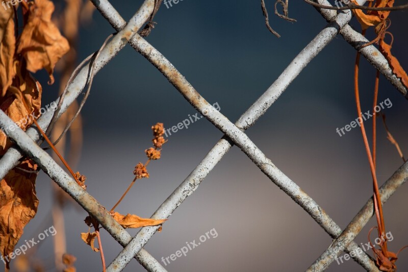 Fence Fence Grid Grid Autumn Passing