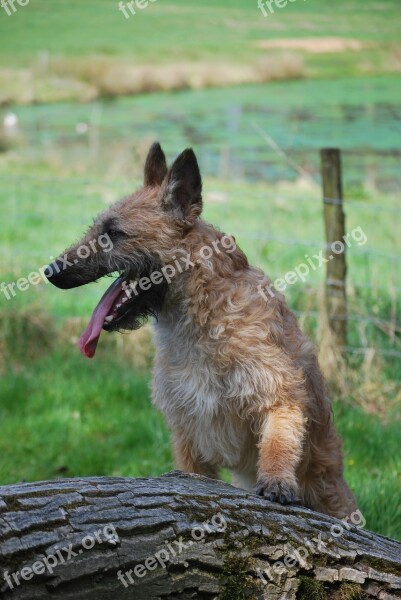 Dog Brown Curls Muzzle Pet