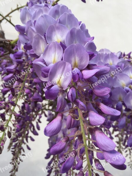 Wisteria Flower Lilac Bloom Free Photos