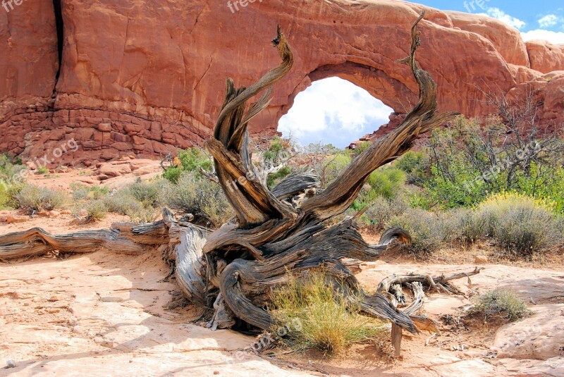 Gnarled Juniper At Arches Gnarled Tree Wood Landscape