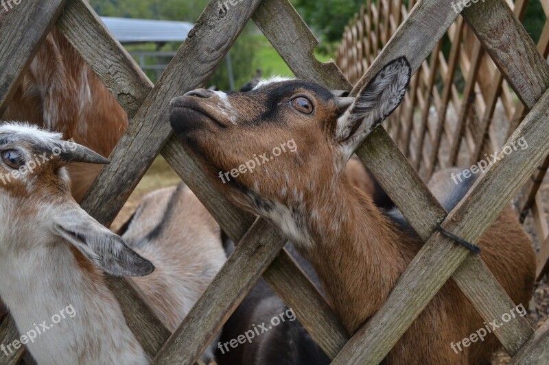 Goat Farm Animals Nature Goats