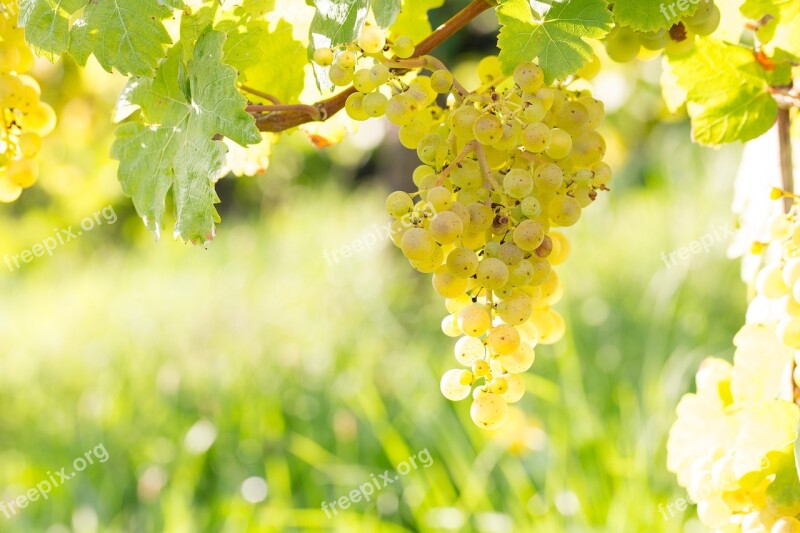 Grape Wine Vine Fruit Winegrowing