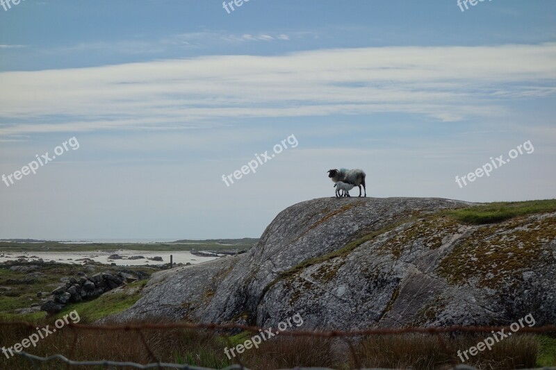 Sheep Ireland Galway Connemara Landscape