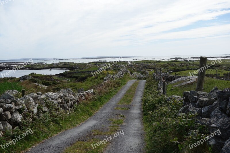 Ireland Galway Bay Sheep Nature