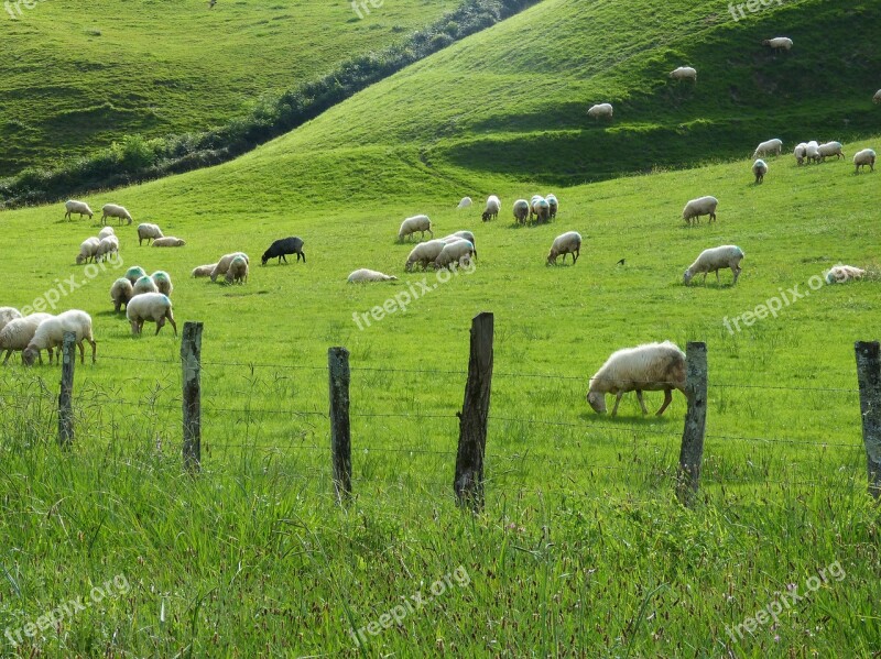 Prado Prairie Flock Sheep Pacer