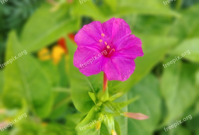 Minutes Flower Red Flower One Flowers Neat