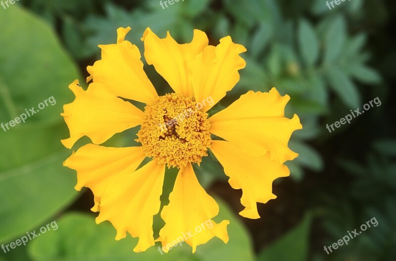 Crape Myrtle Yellow Flower New Danahham Fine