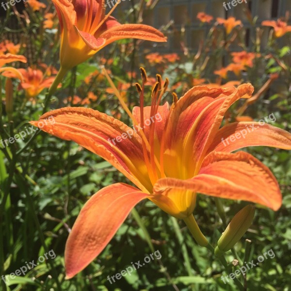 Day Lily Plant Flower Orange Free Photos