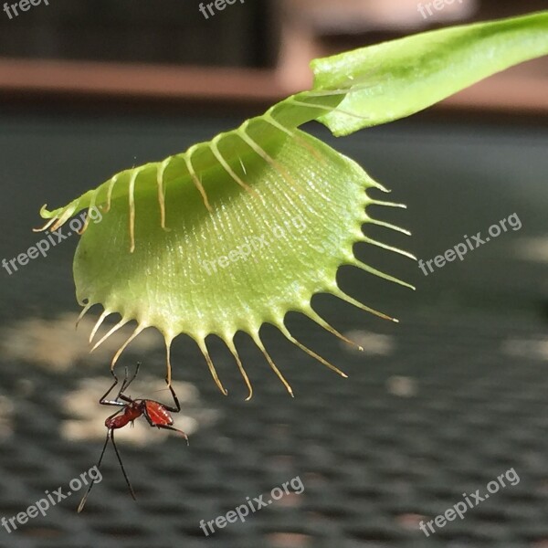 Insect Venus Fly Trap Plant Free Photos