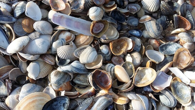 Mussels Beach Sea Stones Shells