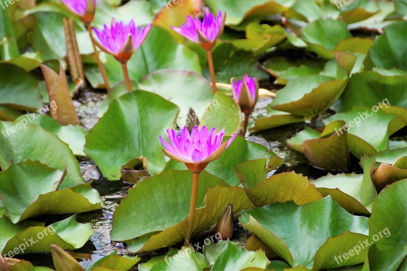 Waterlily Water Lily Hévíz Thermal Water