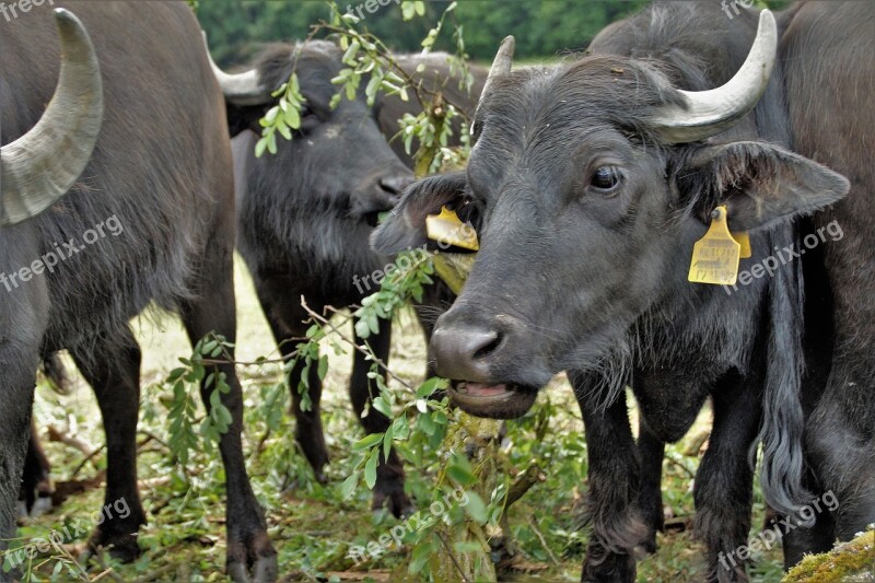 Buffalo Cow Black Female Milk