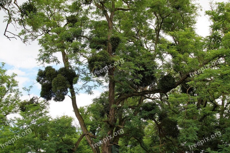 Mistletoe Parasite Christmas Plant The Tradition Of Healing