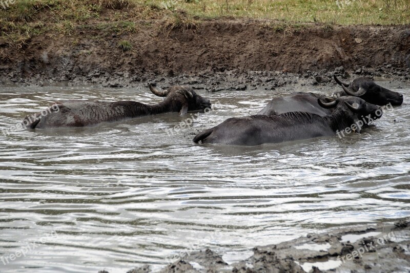 Buffalo Mud Take A Bath Female Scot